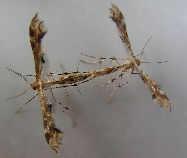 Sphenarches anisodactylus