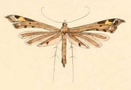 Stenoptilodes taprobanes