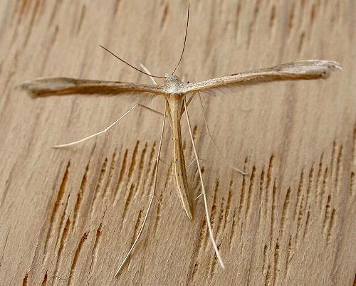 Stenoptilia zophodactylus