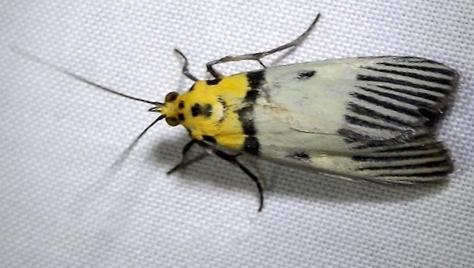 Vitessa glaucoptera