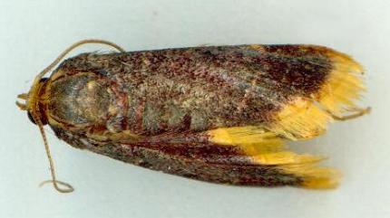 Hypsopygia mauritialis