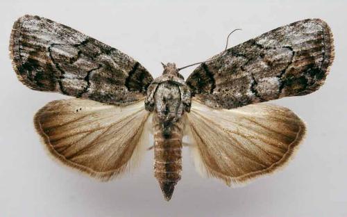 Nanaguna clopaea