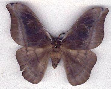 Syntherata janetta