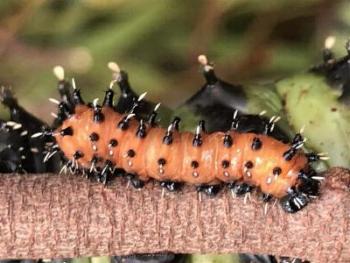 Austrocaligula loranthi