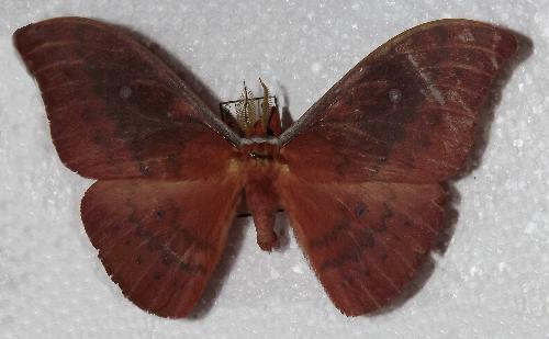 Syntherata melvilla