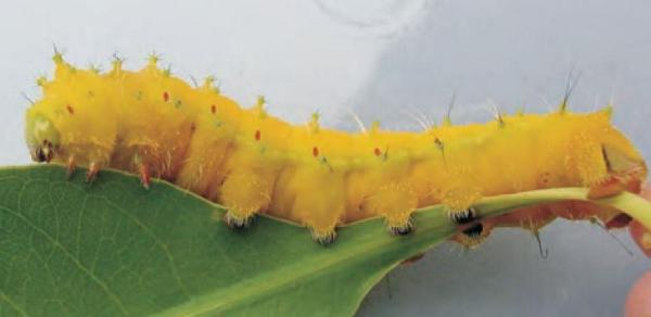 Syntherata pseudescarlata