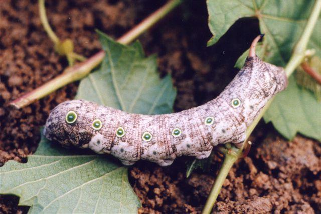 Theretra indistincta