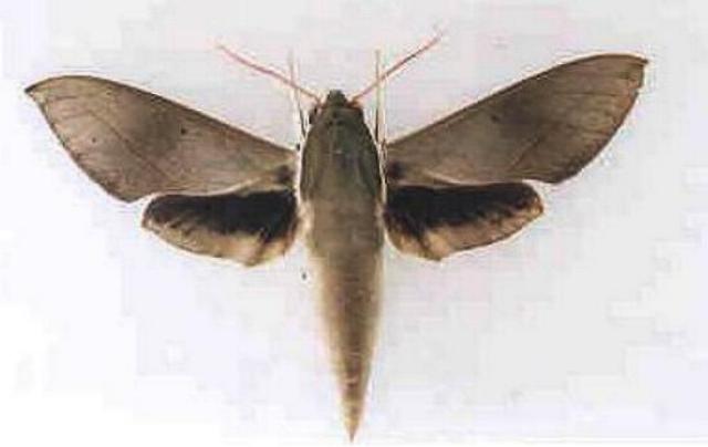 Theretra indistincta
