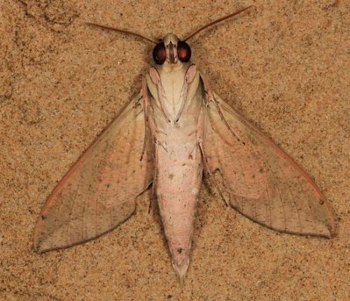 Theretra indistincta