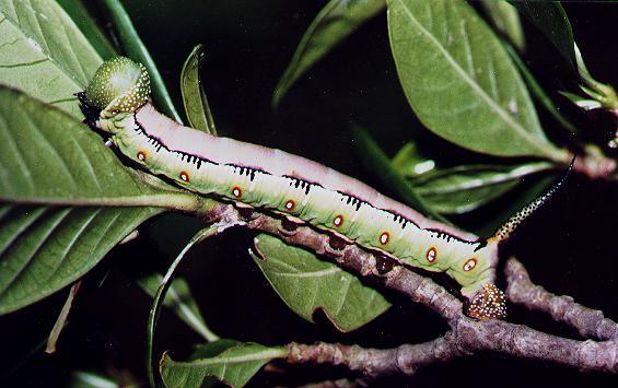 Cephonodes kingii