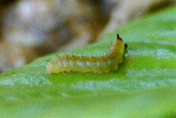 Cephonodes kingii