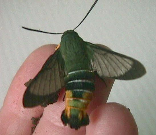 Cephonodes kingii