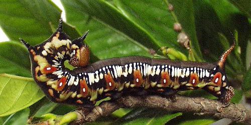 Cephonodes kingii
