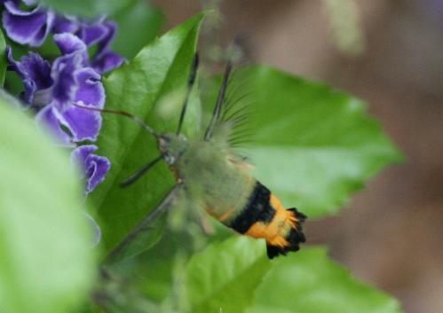Cephonodes kingii