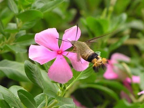 Cephonodes kingii