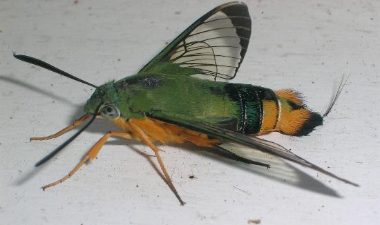 Cephonodes kingii