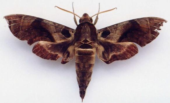 Daphnis placida