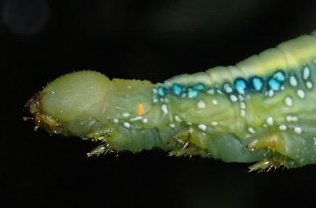 Daphnis placida