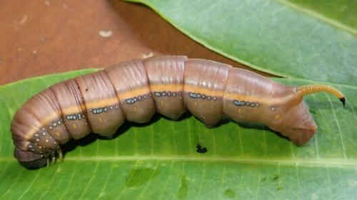 Daphnis placida