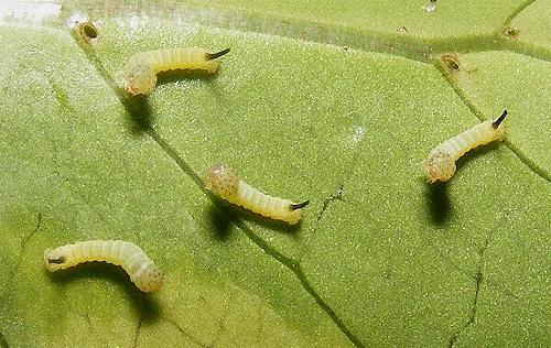 Hippotion scrofa