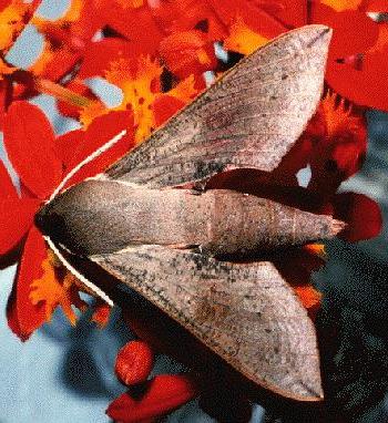 Hippotion scrofa