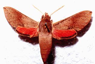 Hippotion scrofa