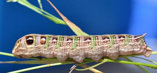 Hippotion scrofa
