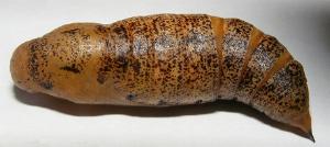 Hippotion scrofa