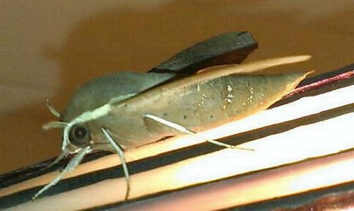 Hippotion scrofa