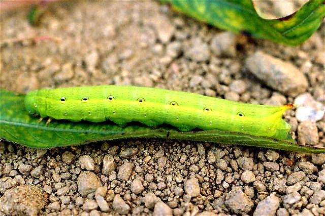 Theretra silhetensis