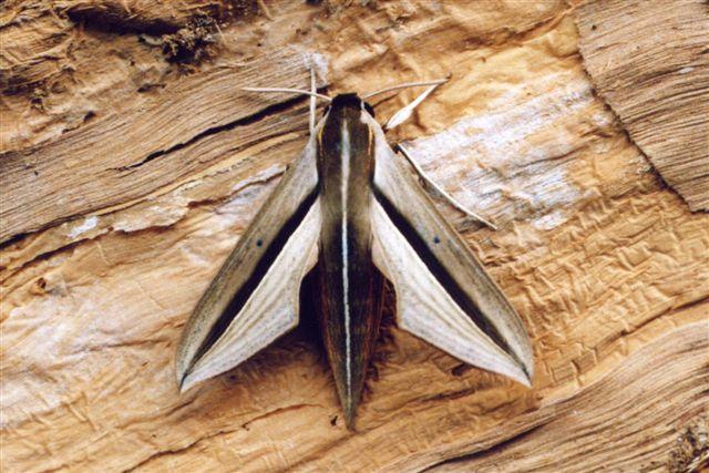 Theretra silhetensis