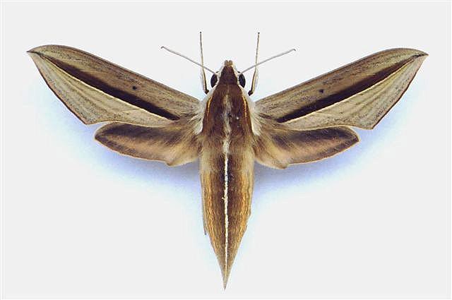 Theretra silhetensis