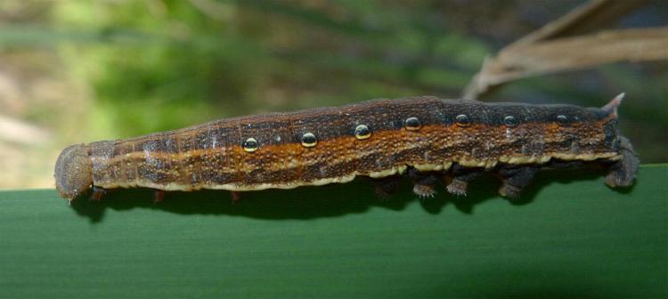 Theretra silhetensis