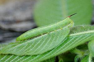 Theretra silhetensis