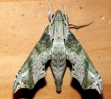Eupanacra splendens