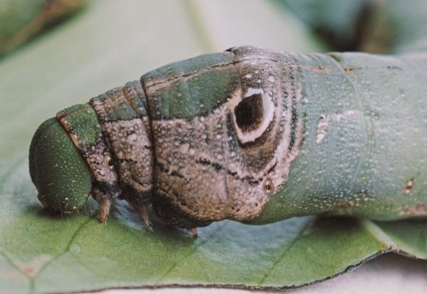 Eupanacra splendens