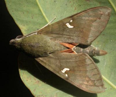 Nephele subvaria