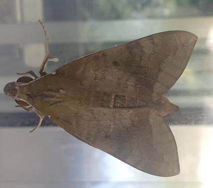 Nephele subvaria