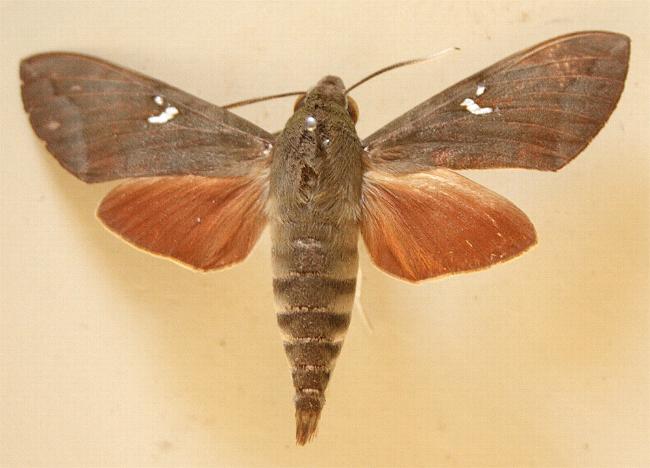 Nephele subvaria