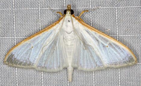 Palpita margaritacea