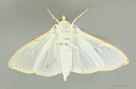 Palpita margaritacea