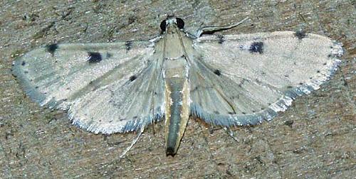 Nacoleia octasema