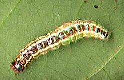 Agathodes ostentalis