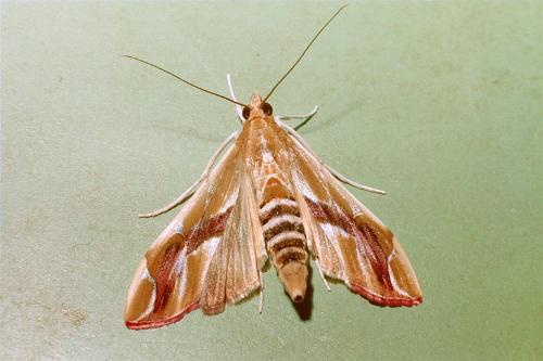 Agathodes ostentalis