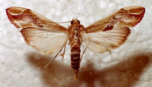 Agathodes ostentalis