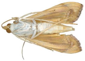 Agathodes ostentalis