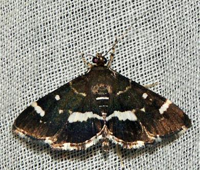 Hymenia perspectalis