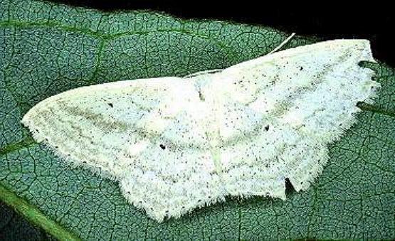 Scopula perlata