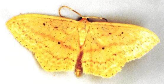 Scopula perlata