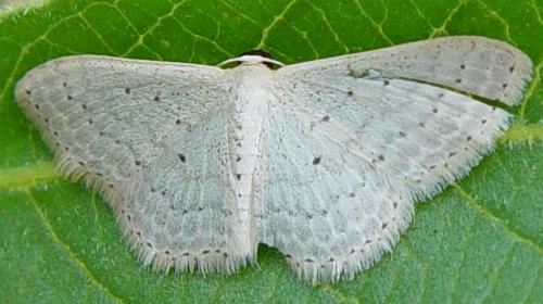 Scopula sublinearia